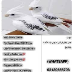 cocktail breeder pair SKB Avariy(location renala khurd okara )