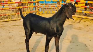 Premium Black Desi Goat for Sale – 2 Teeth CALL me _03207353182