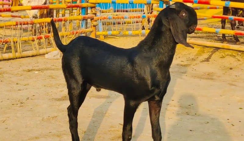 Premium Black Desi Goat for Sale – 2 Teeth CALL me _03207353182 1