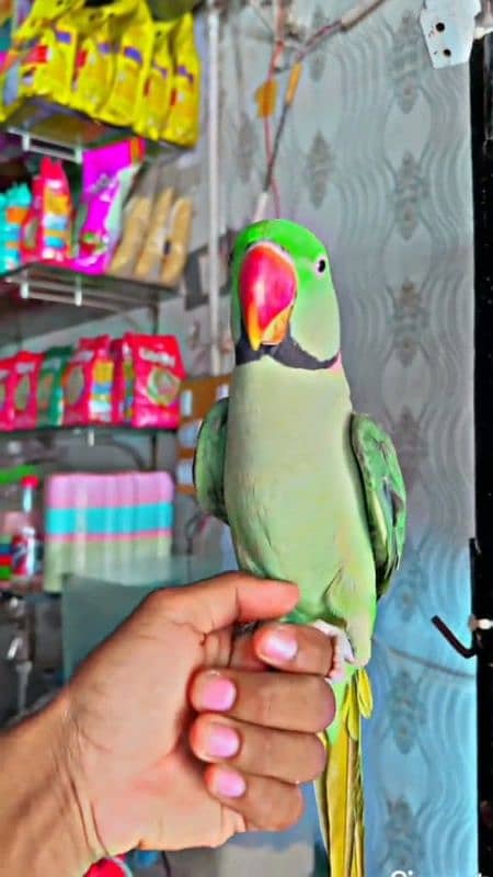 friendly healthy active raw parrot for sale 0