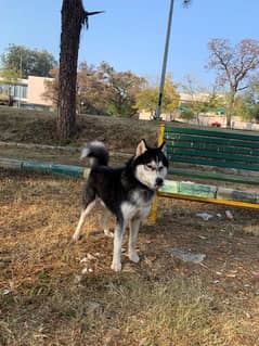 Siberian husky male available for sale