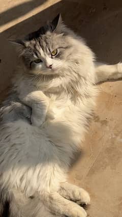 persian cat