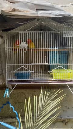 Latino pasnata red eyes breeder pair with cage nd box