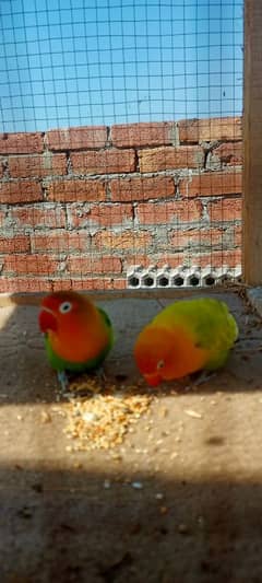 love bird bridal pair 03087002024