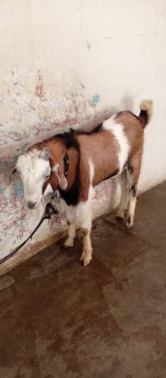 male breeder Bakra| Goat