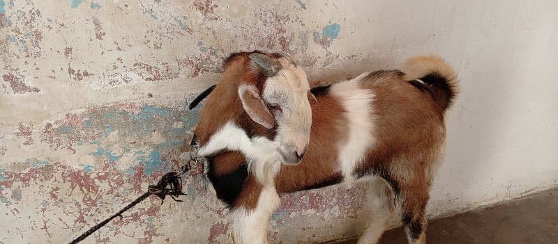 male breeder Bakra| Goat 2