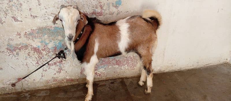 male breeder Bakra| Goat 3