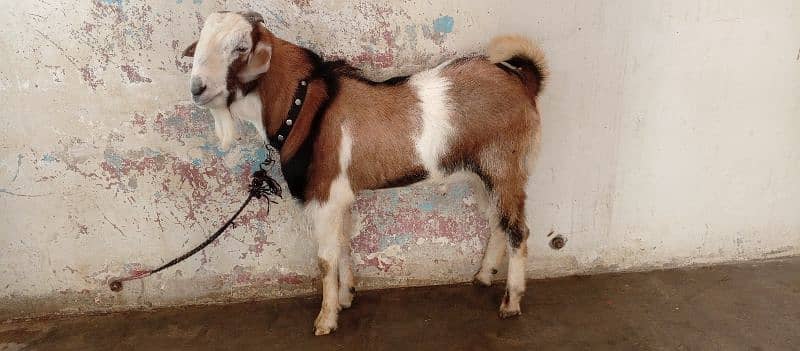 male breeder Bakra| Goat 4