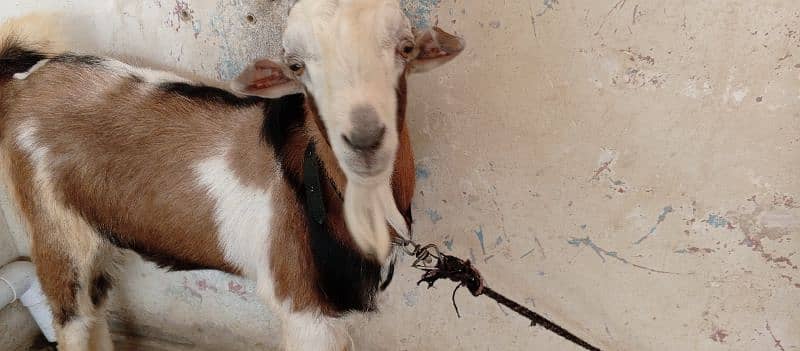 male breeder Bakra| Goat 6