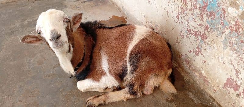 male breeder Bakra| Goat 8