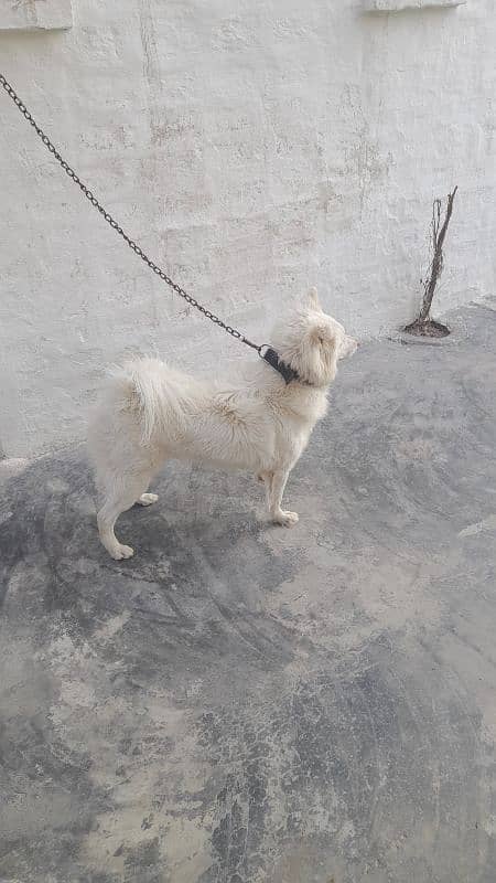 Russian Samoyed 3