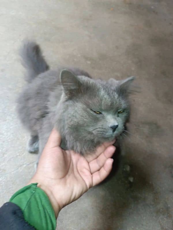 Persian cat 2