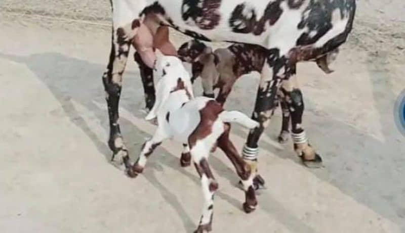 desi beatle bakri 2 bcho wali whtsp 0322,,,6059,,776 0