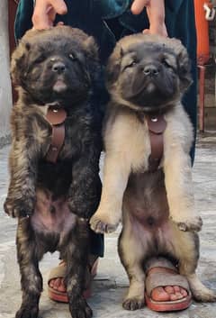 Kurdish Kangal Pair / Kurdish Kangal Puppies For Sale