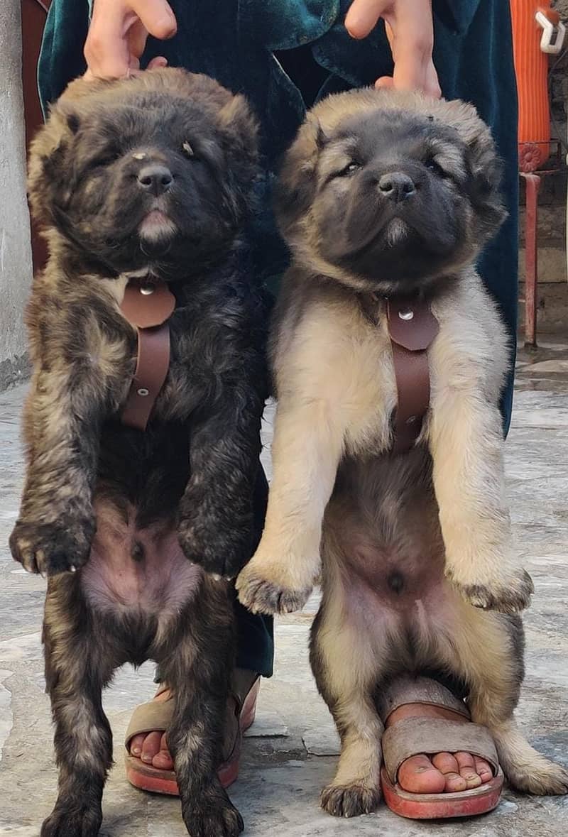 Kurdish Kangal Pair / Kurdish Kangal Puppies For Sale 0