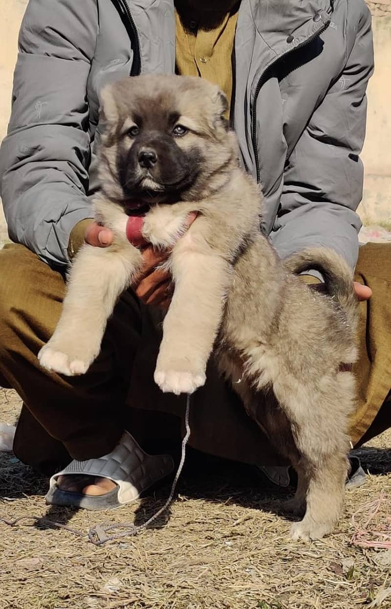 Kurdish Kangal Pair / Kurdish Kangal Puppies For Sale 1