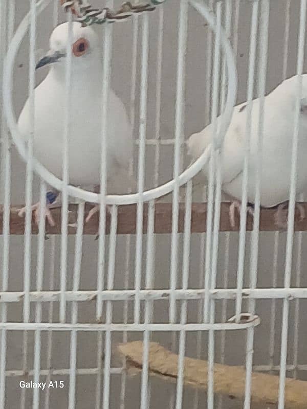 dove paid breader pair 6