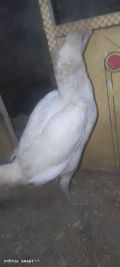 white heera bareed  female