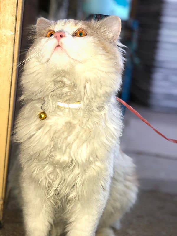 triple coated Persian cat for sale 2