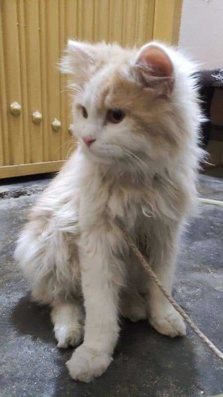 triple coated Persian cat for sale 3