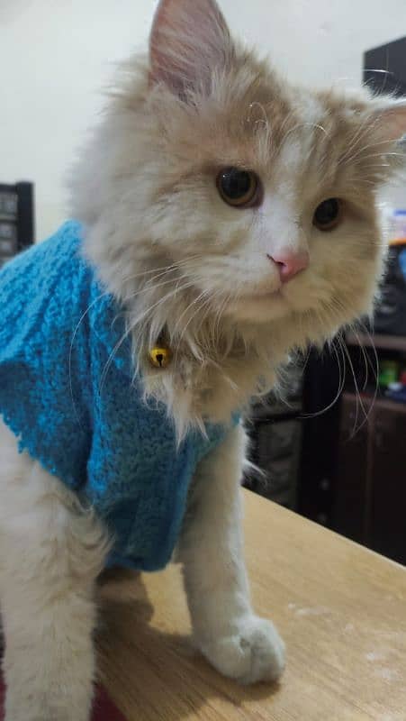 triple coated Persian cat for sale 4