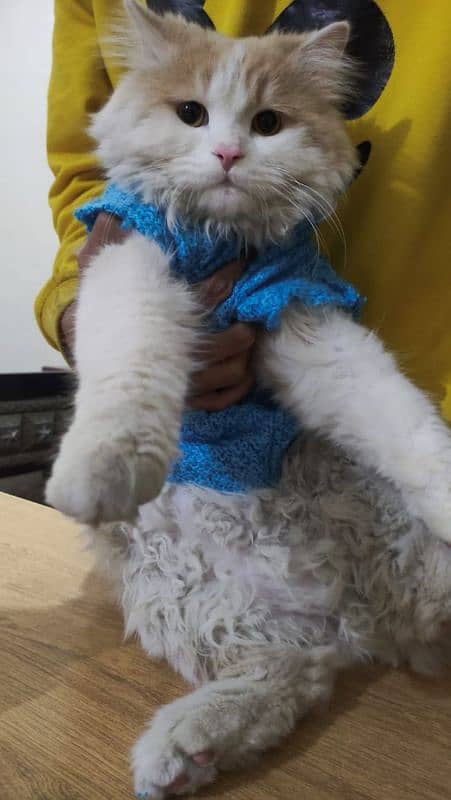 triple coated Persian cat for sale 5