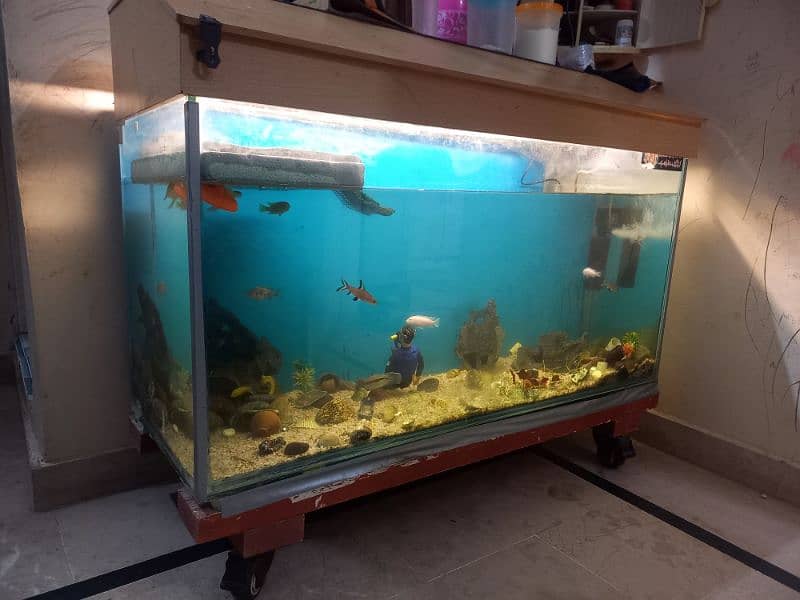 fish aquarium 2