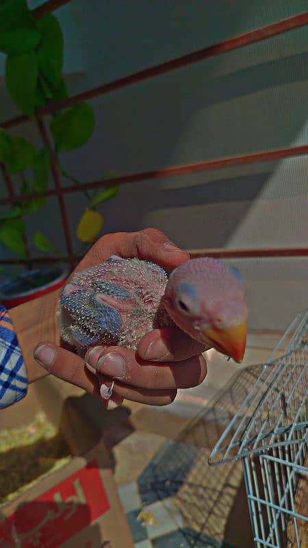 Cocktail Chicks + Raw chick For sale + White Silver Java Finches 17