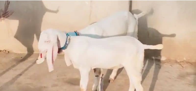 Rajanpuri Bakri Our 2 Bacchon Ke Sath For Sale CALL _03425820107 1