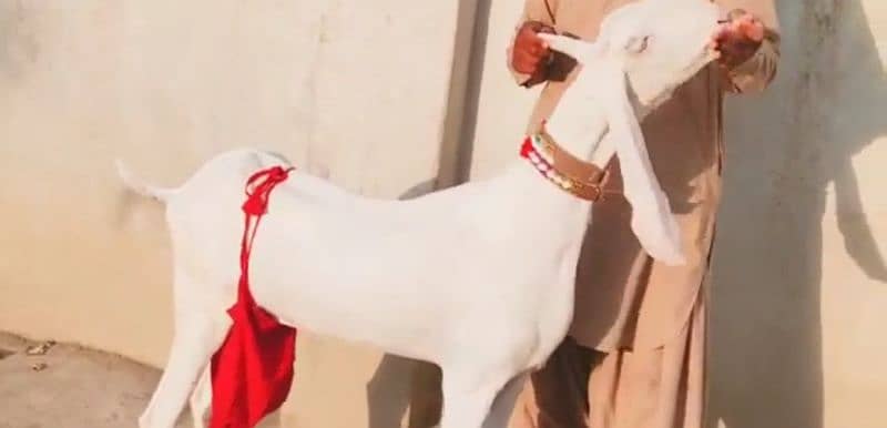 Rajanpuri Bakri Our 2 Bacchon Ke Sath For Sale CALL _03425820107 3