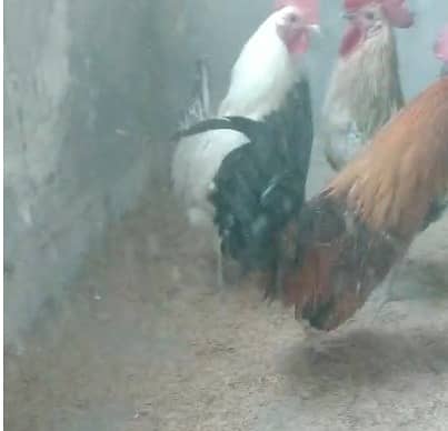 golden misri|Lohman brown|golden buff |australorp | rir |light brahma 7