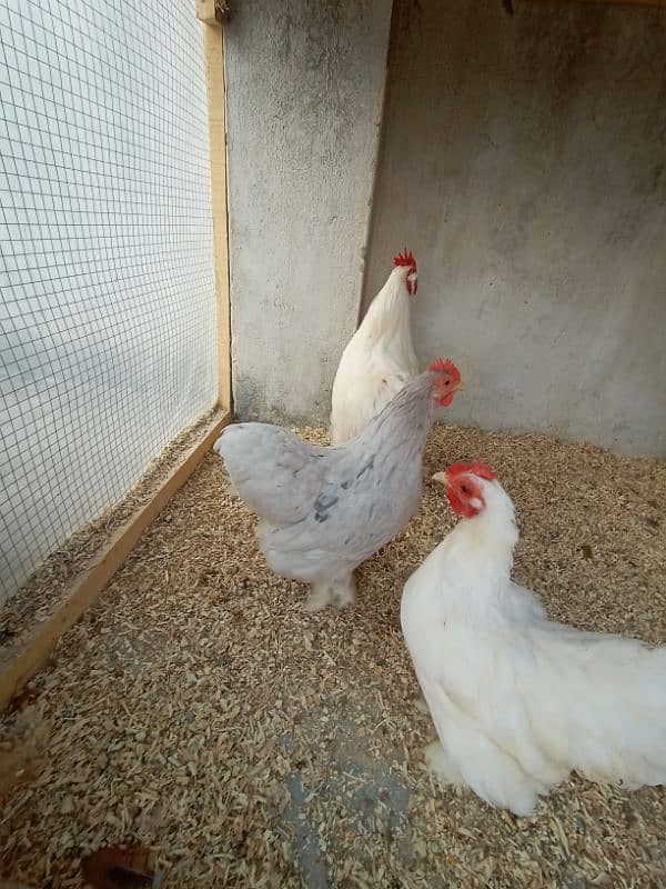 Brahma,Plymouth,Phoenix,Light Susex,Silkie,Buff,eggs&Chicks available 3