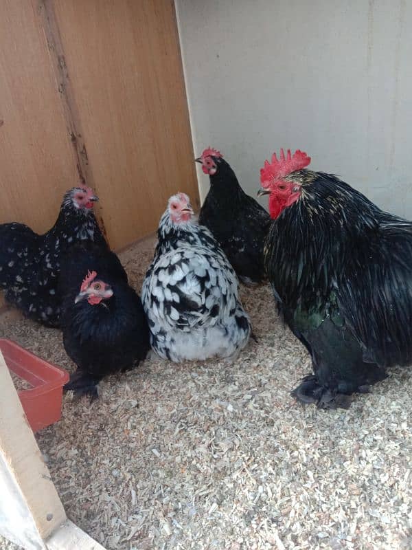 Brahma,Plymouth,Phoenix,Light Susex,Silkie,Buff,eggs&Chicks available 4