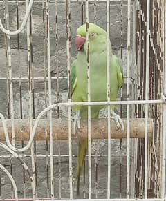 Ringneck Female