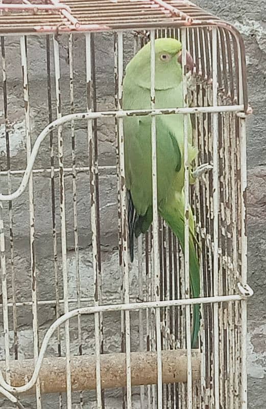 Ringneck Female 1