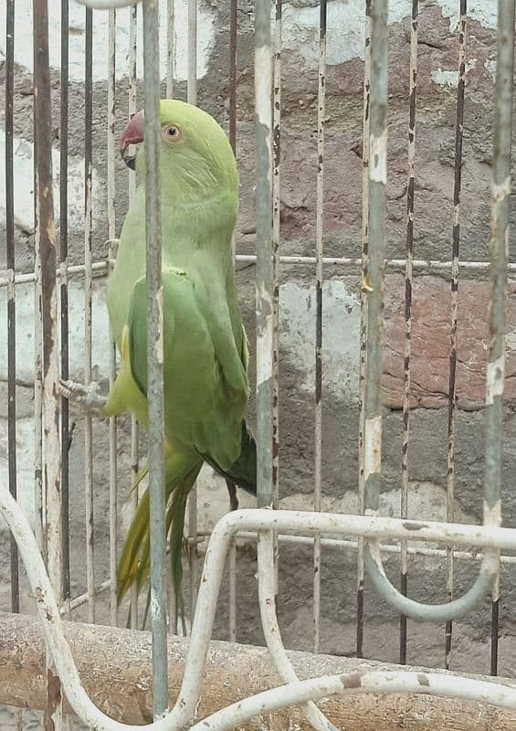 Ringneck Female 3