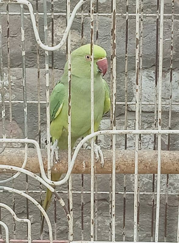 Ringneck Female 4