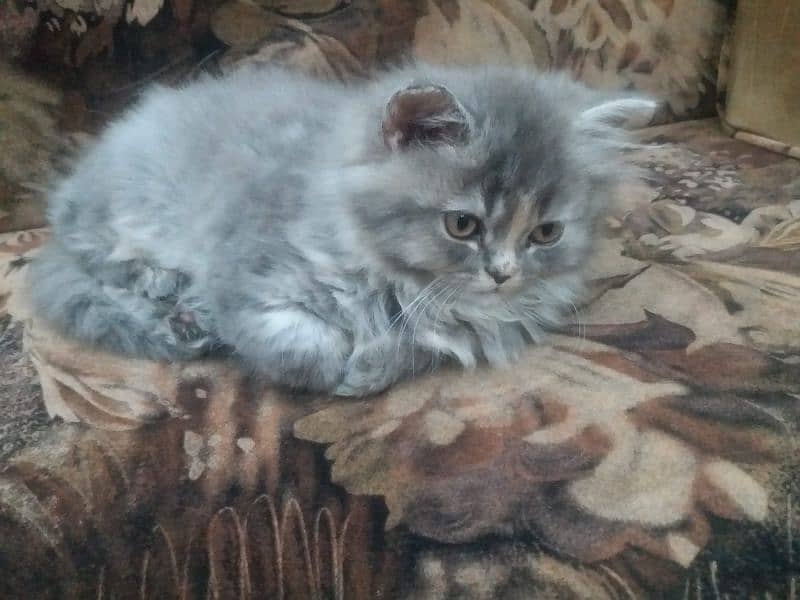 PERSIAN GREY CAT 0