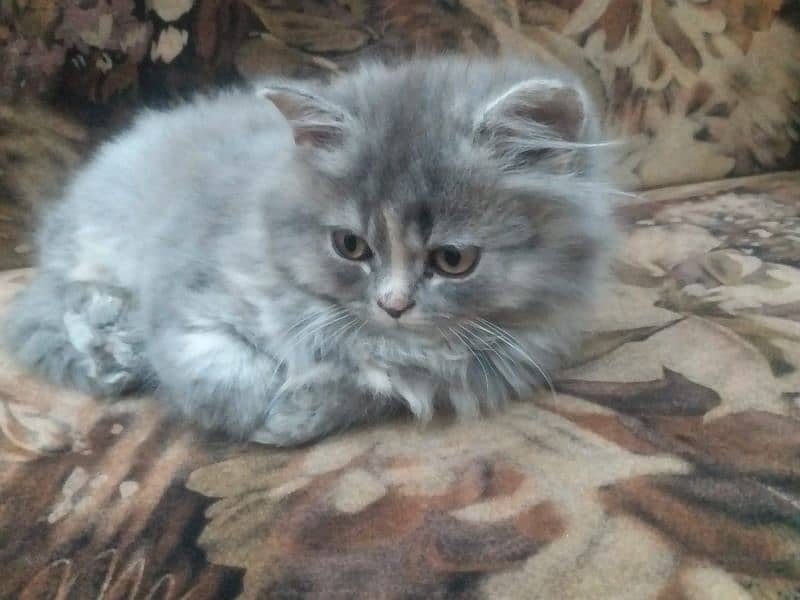 PERSIAN GREY CAT 1