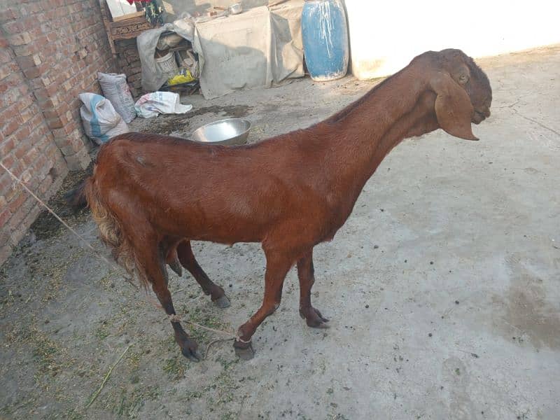 bethal bakri 0