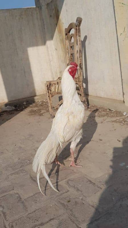 Hera aseel shamo eggs and chiks available 0