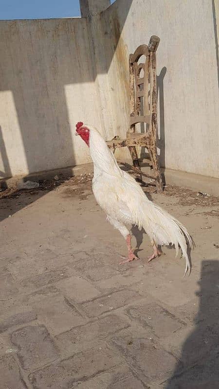 Hera aseel shamo eggs and chiks available 1