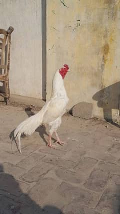 Hera aseel eggs available shamo eggs available