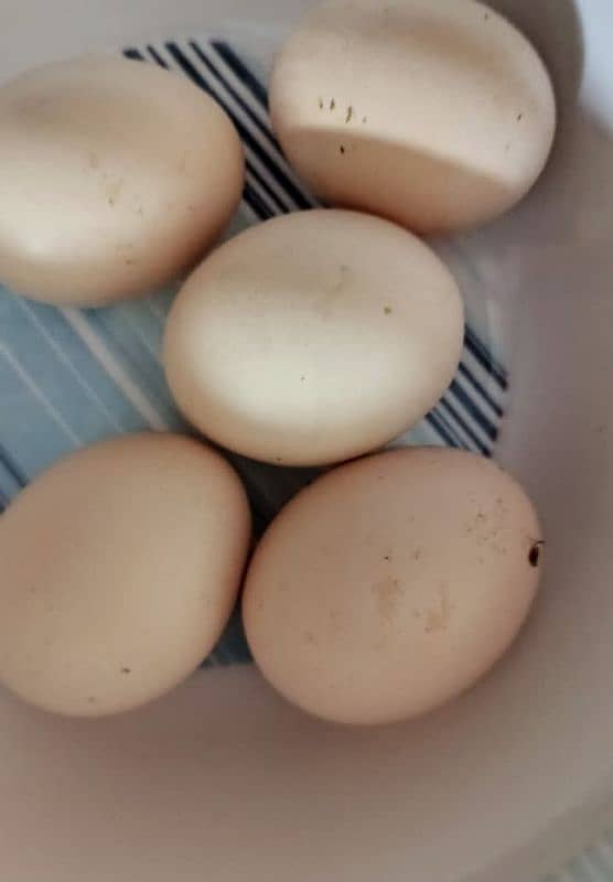 Hera aseel shamo eggs and chiks available 3