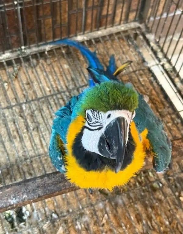 blue macaw parrot chips for sale 0336*1438*647 0