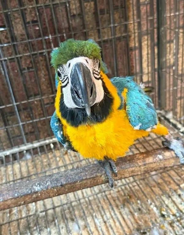 blue macaw parrot chips for sale 0336*1438*647 2