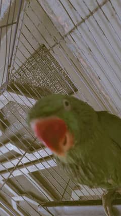 Kashmiri raw parrot