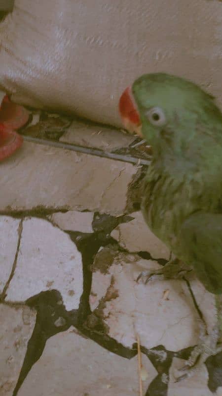 Kashmiri raw parrot 1