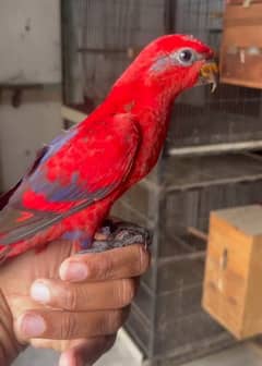 parrot. talking parrot. bequtiful parrot