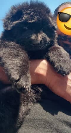 German shepherd puppies available for sale